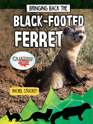 cover image of Bringing Back the Black-Footed Ferret